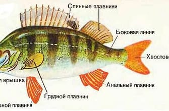 Рыбы строение и биология