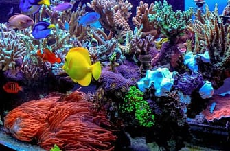 Видео морских аквариумов