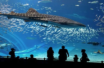 Видео самый большой аквариум в мире